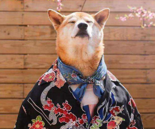 金毛: 我奶奶给我穿了条打底裤, 哈士奇: 我也是