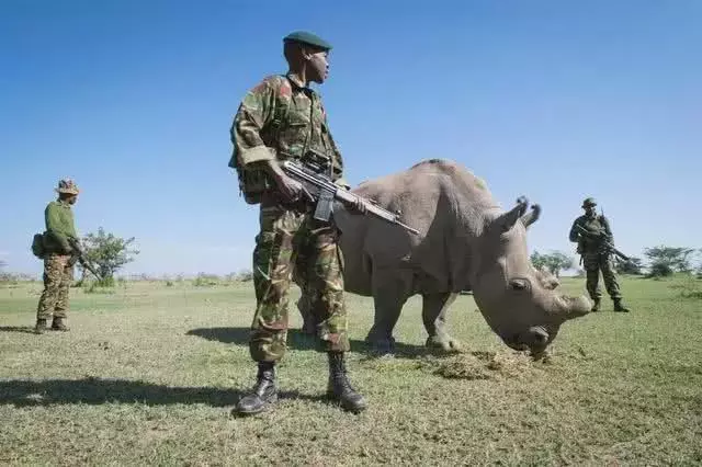 世界最珍惜动物: 武装部队24小时持枪保护, 今繁殖无望等待灭绝