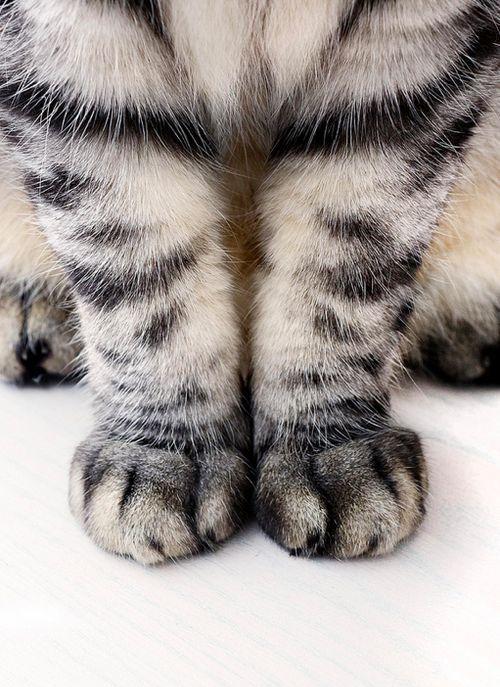 在美国, 总统曾经养过, 在国内会被遗弃吗?