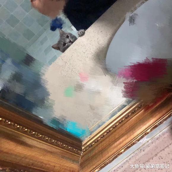 陪伴三年的狸花猫突然间病危, 两天后就去世了, 主人为此自责不已