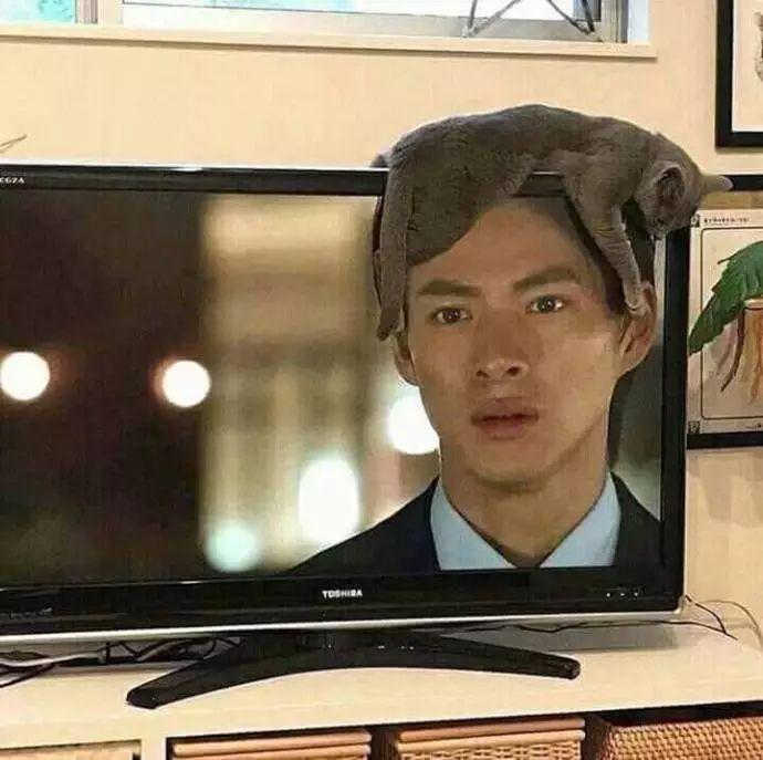 这些猫咪乱入电视剧的画面引全网爆笑, 网友: 这些猫成精了吧!