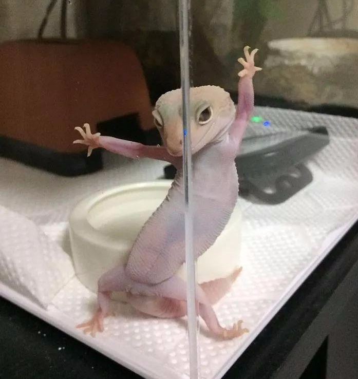 一只姿势风骚的壁虎, 引发了一场PS Battle