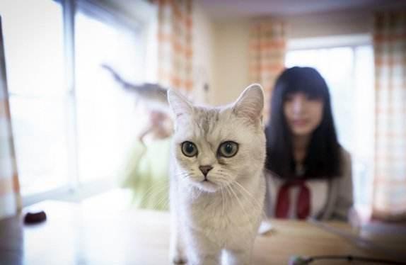 女生喜欢养猫不爱谈恋爱? 猫比男人更懂女人, 男生们好好看好好学