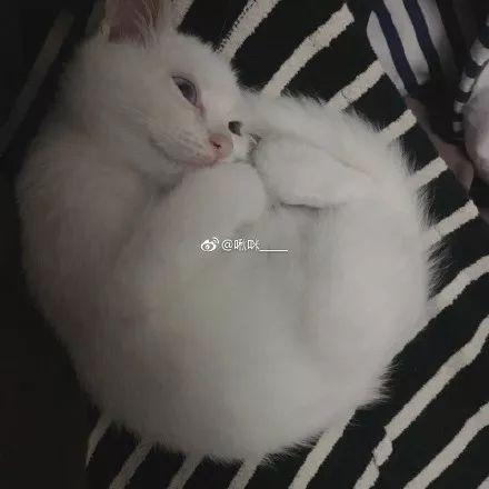 一到冬天, 这铲屎官的床上就容易长猫