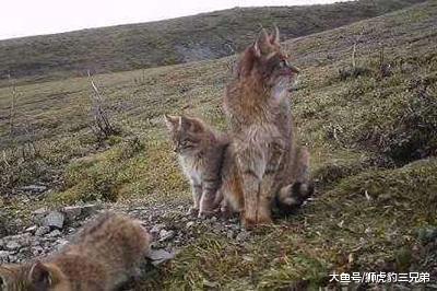 生活在我国的这种猫科动物, 体型小却以凶悍著称, 生存能力还极强