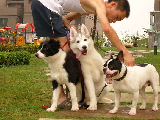 培养狗狗的几大要点, 促进狗狗全方位的发展, 你做到了几个?