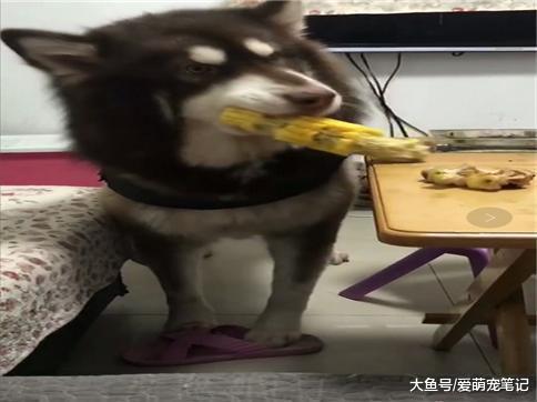 为了拍到阿拉斯加偷吃东西的证据, 主人全程装睡, 网友: 好专业啊