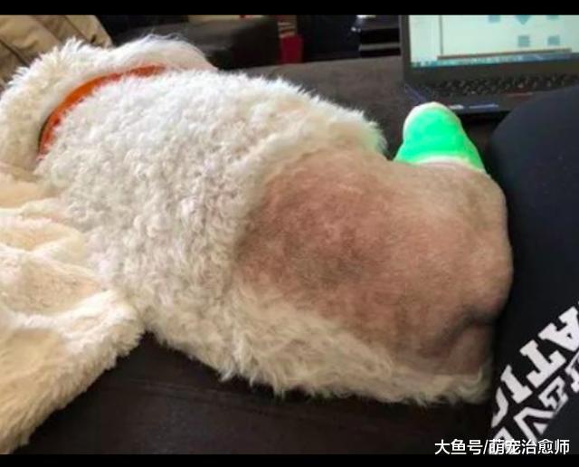 狗狗的韧带拉伤了, 为了治疗把它屁股上的毛给剃了, 有点性感呢!