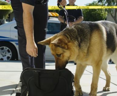 预备役警犬们正在训练, 其中的一只德牧亮了, 网友: 是个假警犬