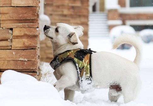 低智商的狗狗, 会做出的一些行为, 你知道多少?