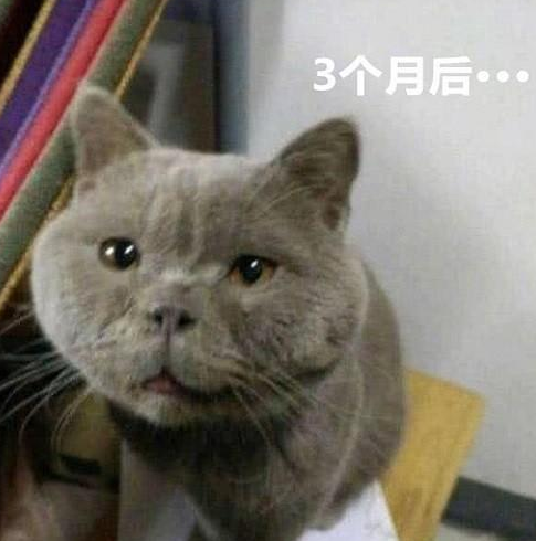 地摊价网购了只英短, 本以为赚到了, 结果几个月后: 倒贴有人要吗