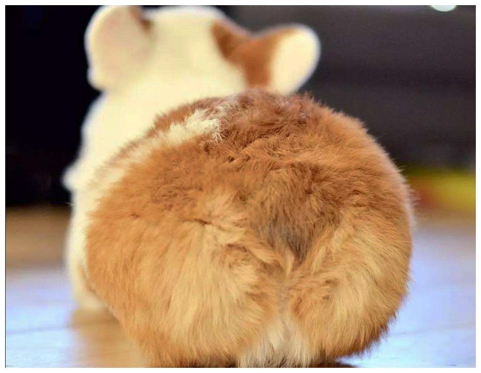 小伙工作太忙, 3只狗狗在父母家生崽了, 再见时比过年还兴奋!