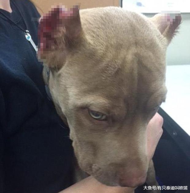 可怜比特犬遭主人「剪耳」即使受伤害也不埋怨的模样令人心疼