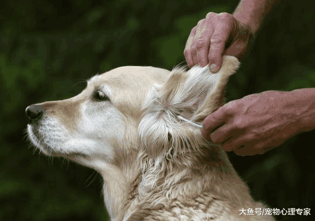狗狗耳朵有异味, 清洁方法不当, 反而容易引起耳道疾病