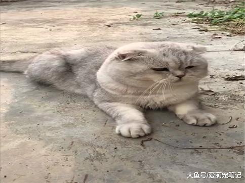 银渐层的脑袋套上皮筋之后, 秒变孙悟空, 网友: 这是一只真的金箍