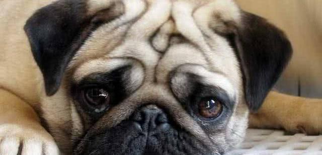 魔镜魔镜, 谁是世界上最受欢迎的狗狗! 你们家的狗狗上榜了吗?