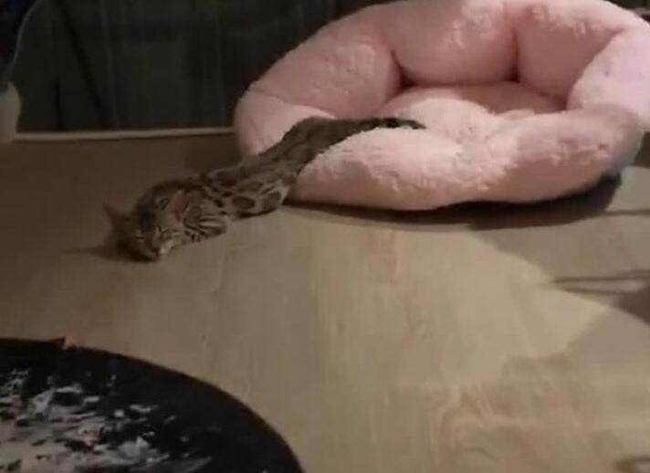 主人半夜起床发现一条蟒蛇, 把猫咪吞的只剩一个头, 走进一看笑乐