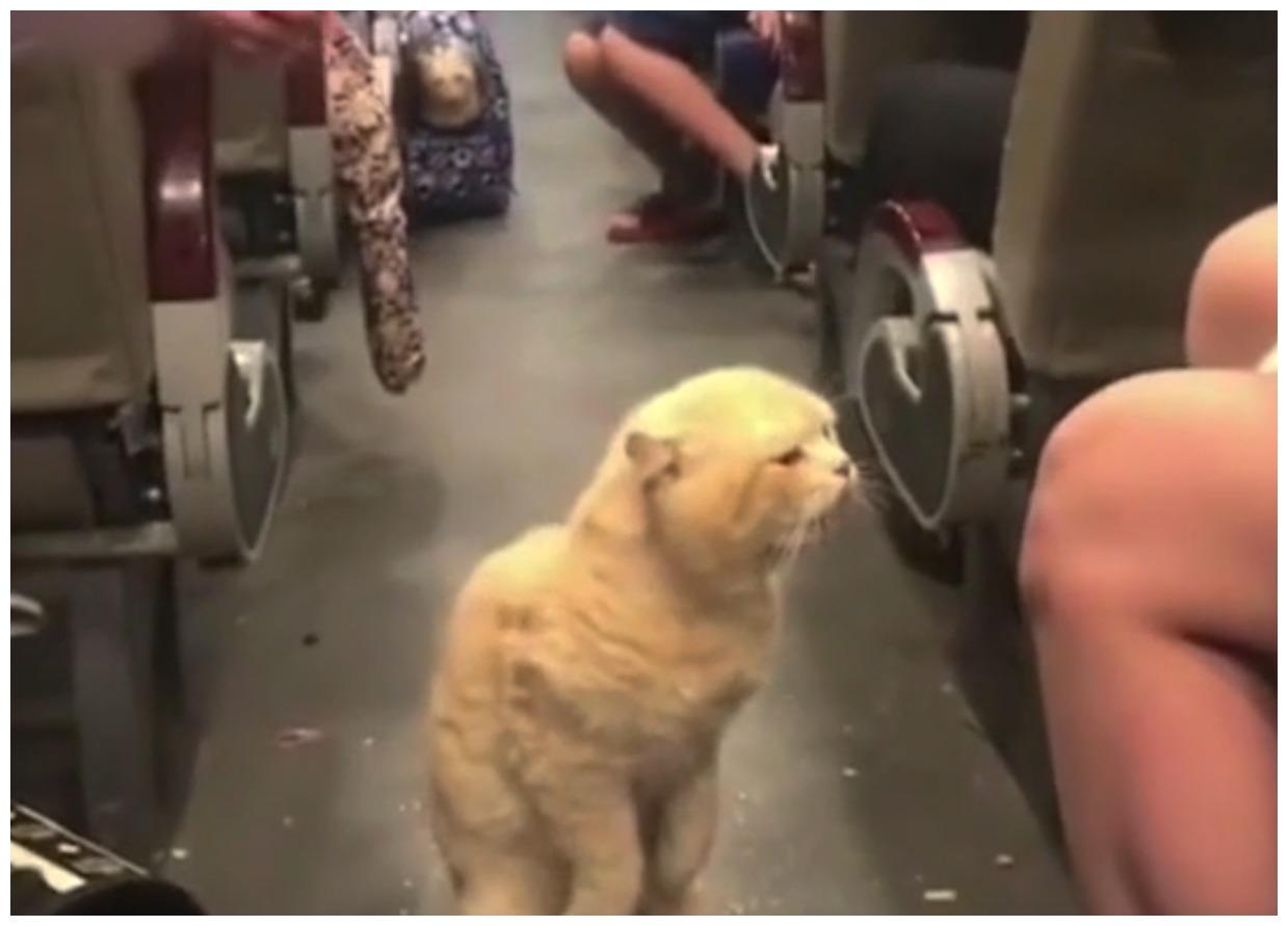 是嫉妒让这只猫咪“直立行走”, 它想独占汽车, 成为唯一的宝宝