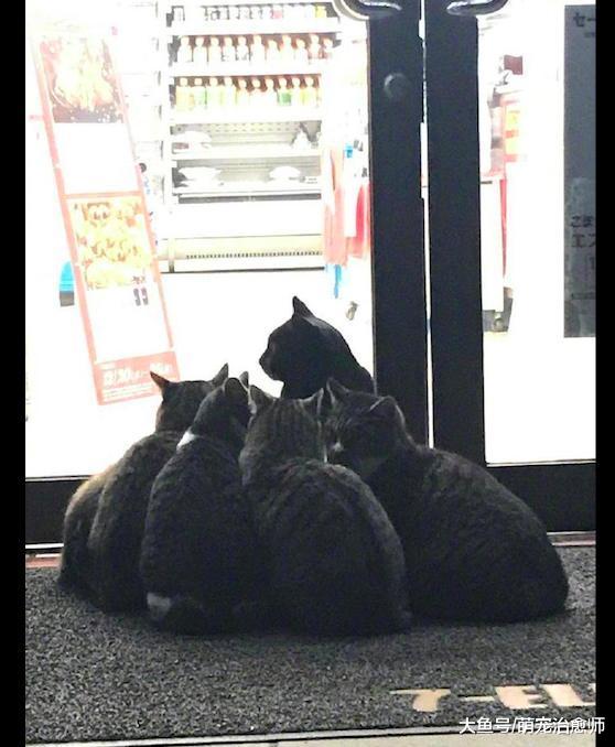 便利店门口聚集了一群猫咪, 像是预谋着大计划, 猫: 打劫小鱼干!