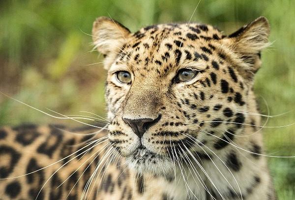 世界上最大最强壮的豹, 世界上最大最强壮的豹