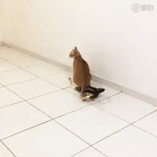 可别总diss橘猫了, 你看看, 关键时刻, 橘猫压的别人嗷呜嗷呜的!