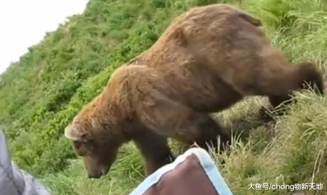 俄罗斯男子和灰熊一起钓鱼, 这个场面刺激又和谐, 不愧是战斗民族