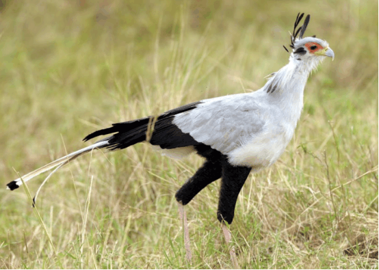 蛇类的克星, 捕蛇中的高手, 天生自带大长腿还是最好的武器