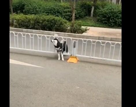 铲屎官带两只哈士奇出门散步, 没想到却直接暴露了它们的智商!