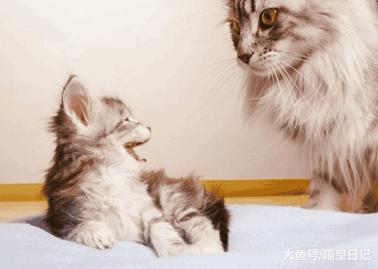 小猫被主人送走, 猫妈妈是什么反应? 猫妈妈: 我的内心毫无波动