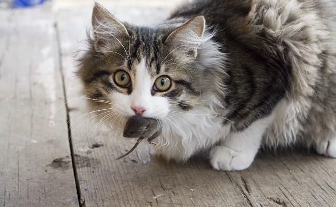 爱猫去世, 台湾猫奴列出十大不养猫的理由, 只为纪念与爱猫的点滴