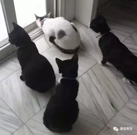 出门玩雪还是在家睡觉, 真是一个让猫无比纠结的问题