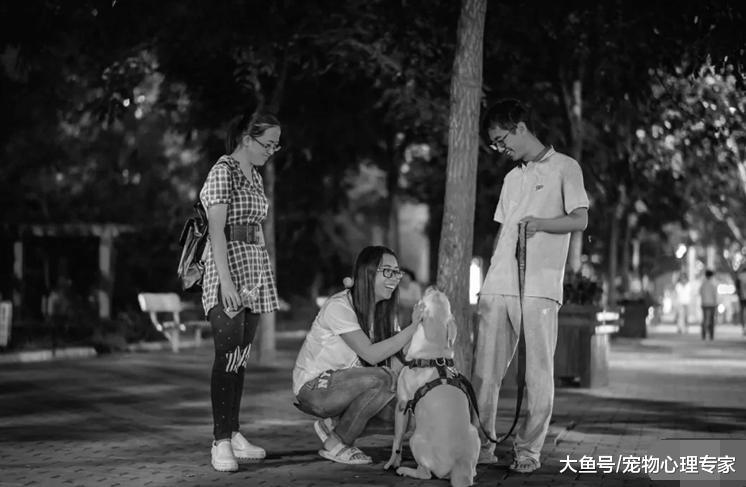 你家狗狗吃的狗粮是否有益健康? 狗粮选择有误, 狗易生病