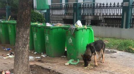 警犬被放养, 因翻找垃圾被误认流浪狗, 好心夫妻救助却被起诉候审
