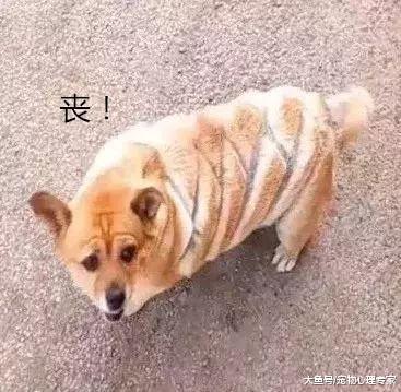男子醉酒后对爱犬下毒手, 莫名被剃成菠萝包, 汪: 我要离家出走