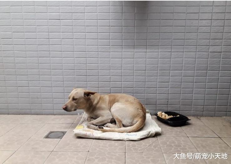 不知自己被丢弃, 忠犬坐守原地等半年, 看到人还会来讨摸摸