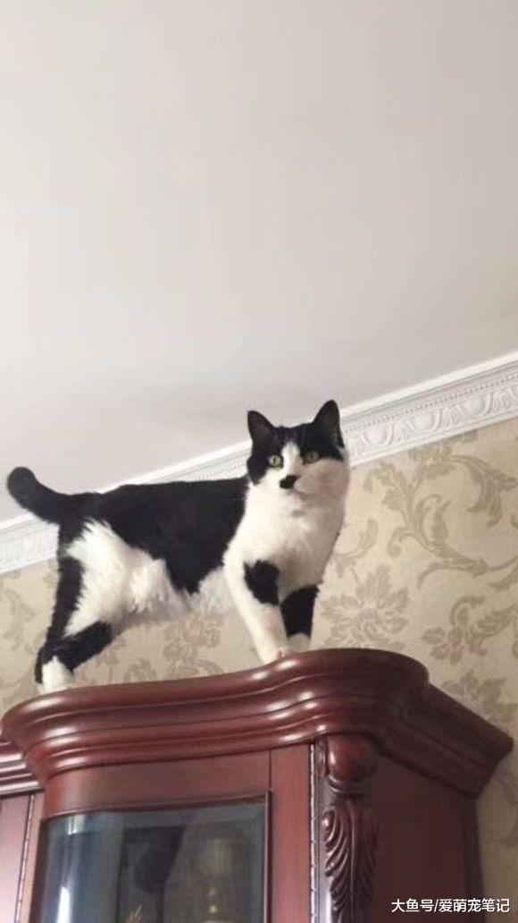 陪伴了十一年的奶牛猫, 肾衰竭去世之前, 眼神里流露出满满的不舍