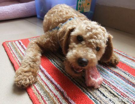 泰迪把你当主人, 才会对你有这5个表现, 没有的话你就要反思了!