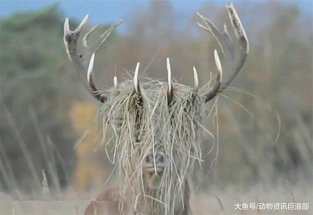 雄鹿的角上挂满杂草 酷似非主流杀马特