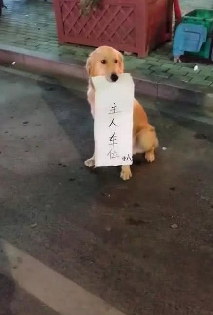 偶遇一只金毛, 嘴里叼的纸牌亮了, 网友: 这狗不敢偷, 我怕它报警