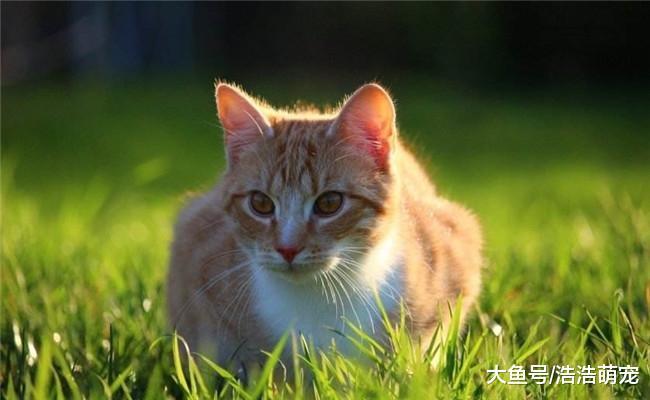 养猫有5种好处, 想养猫的不要等了, 赶紧买一只带回家