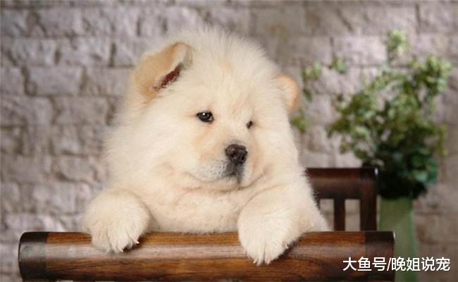 家里有孩子的不要养下面5种狗狗, 博美在内, 第二个脾气暴躁