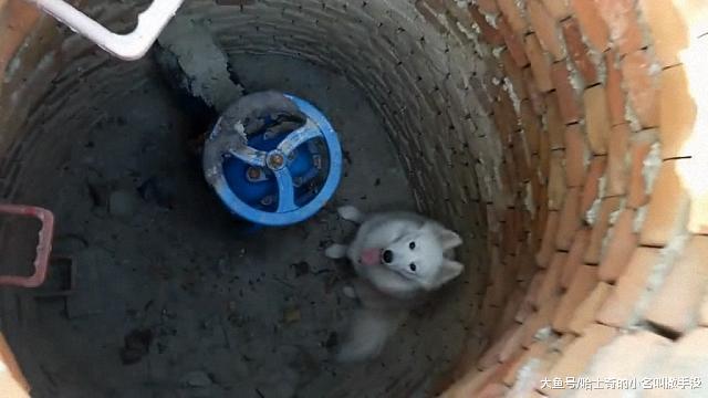 遛狗的时候一转眼狗没了, 找了半天, 发现这傻狗掉井里了