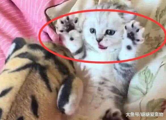 主人拿“小老虎”吓唬小奶猫, 它的反应笑喷了: 大猫, 我不怕你的
