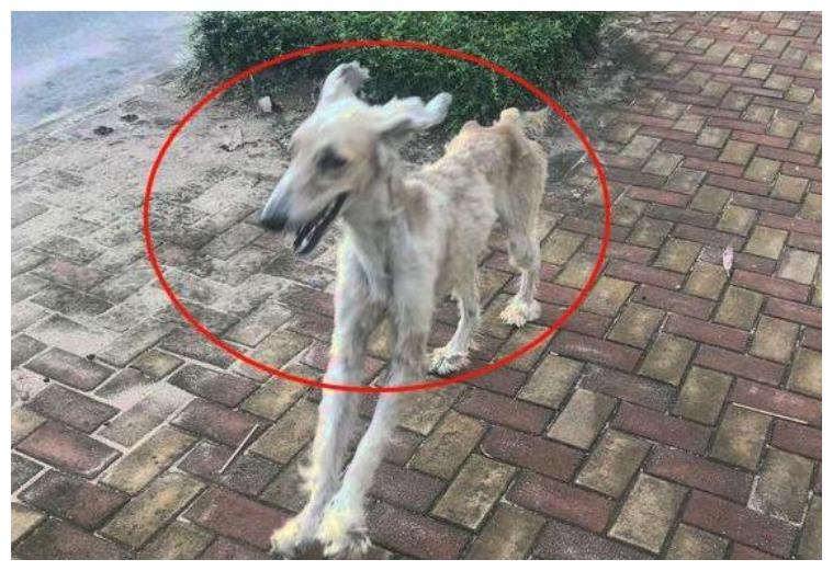 流浪狗追着路人请求收养, 愿望成功后, 网友: 你会变强变美的!