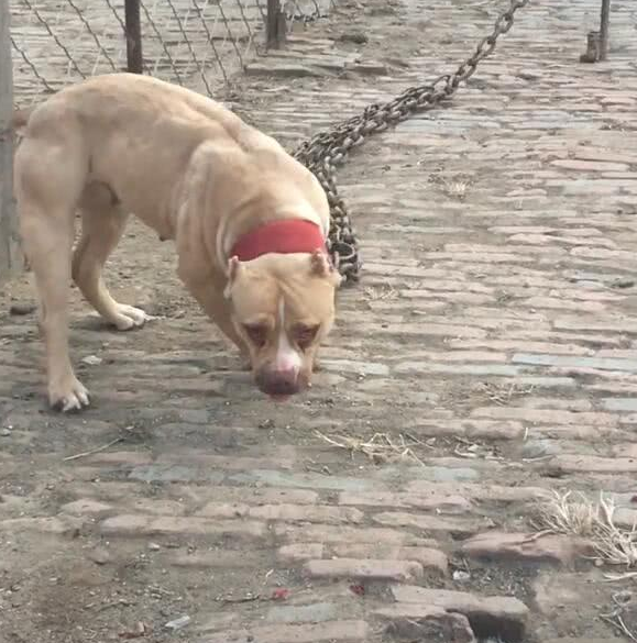 比特犬不服被锁, 不断与铁链作斗争, 网友: 想补铁了!