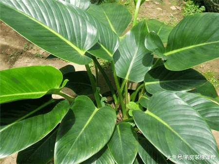 入冬后睡眠质量下降, 快看看你家卧室里, 是不是有这4种绿植?