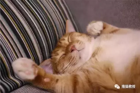 养一只橘猫有多惊喜? 网友捡了一只回家后就完全懂了