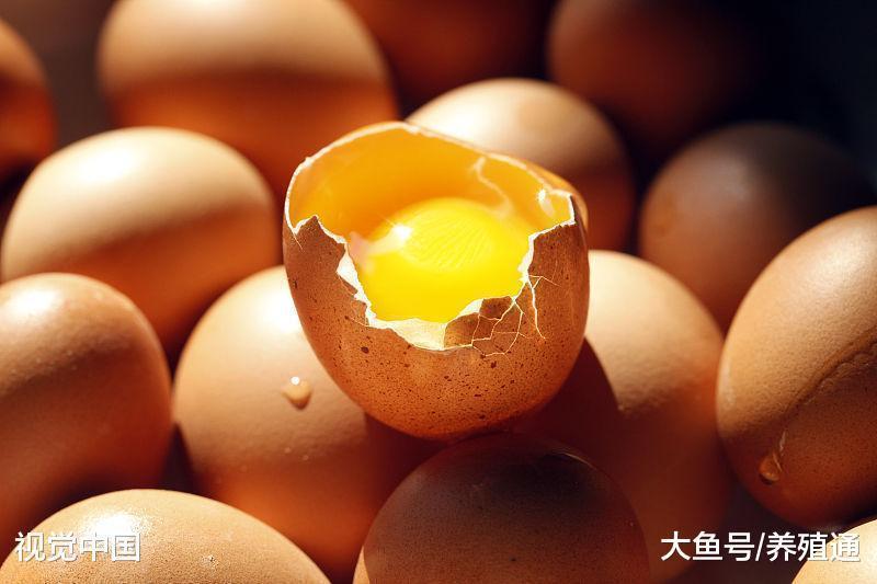 不查环保、开始严查鸡蛋药残! 鸡场老板接连判刑!