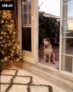 门明明开着, 狗子非要主人“开门”才进来: 你跟玻璃门有过故事?