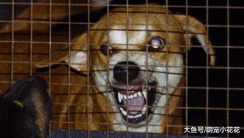 你也许不清楚, 这5种行为, 其实是在谋杀你的狗狗!